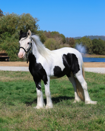 HorseID: 2302635 Nacho - PhotoID: 1084882