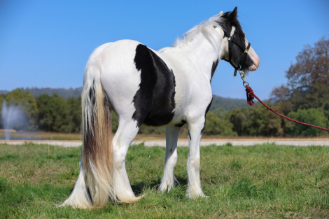 HorseID: 2302635 Nacho - PhotoID: 1084883