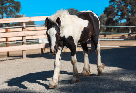 HorseID: 2302640 2025 Gypsy Mini Cob Colt - PhotoID: 1084890