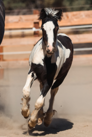 HorseID: 2302640 2025 Gypsy Mini Cob Colt - PhotoID: 1084891