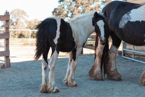 HorseID: 2302640 2025 Gypsy Mini Cob Colt - PhotoID: 1084892