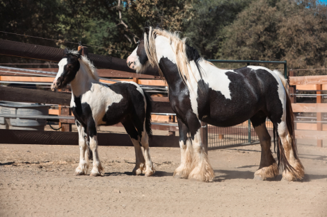 HorseID: 2302640 2025 Gypsy Mini Cob Colt - PhotoID: 1084893