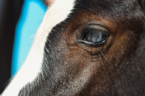 HorseID: 2302640 2025 Gypsy Mini Cob Colt - PhotoID: 1084894