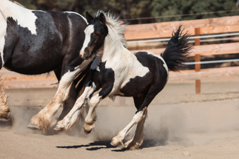 HorseID: 2302640 2025 Gypsy Mini Cob Colt - PhotoID: 1084895