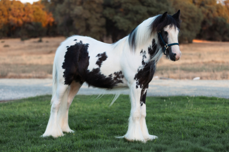 HorseID: 2302643 CC Einstein - PhotoID: 1084897