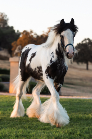 HorseID: 2302643 CC Einstein - PhotoID: 1084899