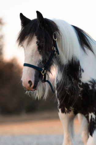 HorseID: 2302643 CC Einstein - PhotoID: 1084900