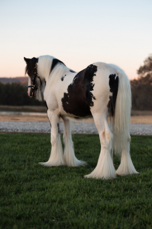 HorseID: 2302643 CC Einstein - PhotoID: 1084901