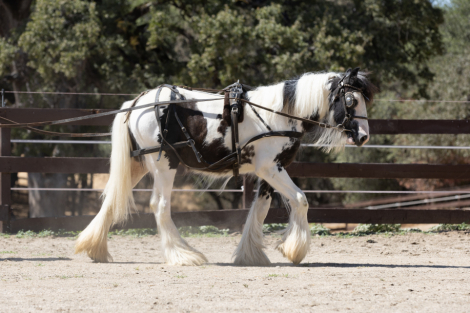 HorseID: 2302643 CC Einstein - PhotoID: 1084902