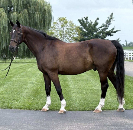 HorseID: 2302646 Danny - Warmblood Hunter / Jumper Gelding - PhotoID: 1084908