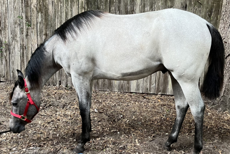 HorseID: 2302648 Chics Blue King Cat - PhotoID: 1084913