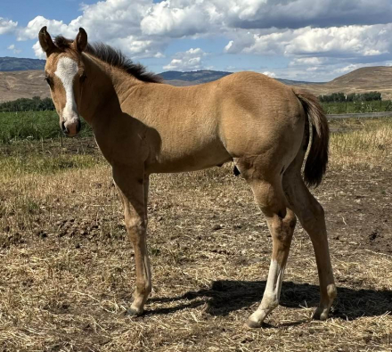 HorseID: 2302652 2025 APHA(Pending) - PhotoID: 1084916