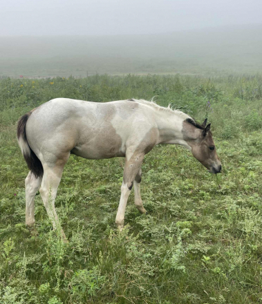 HorseID: 2302653 2025 APHA - Grullo Roan, Bay Roan, Bay w Blue Eye - PhotoID: 1084917