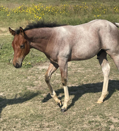 HorseID: 2302653 2025 APHA - Grullo Roan, Bay Roan, Bay w Blue Eye - PhotoID: 1084918