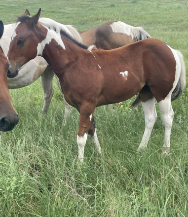HorseID: 2302653 2025 APHA - Grullo Roan, Bay Roan, Bay w Blue Eye - PhotoID: 1084919