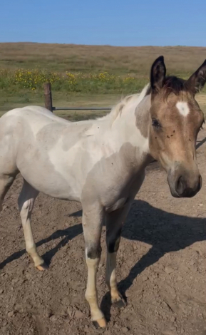 HorseID: 2302653 2025 APHA - Grullo Roan, Bay Roan, Bay w Blue Eye - PhotoID: 1084920