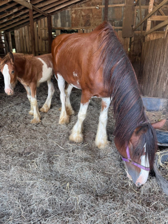 HorseID: 2302654 PRAIRIEVIEW MARGARET - PhotoID: 1084925