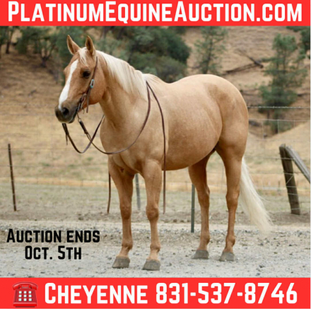 HorseID: 2302655 Bingo CR - PhotoID: 1085028