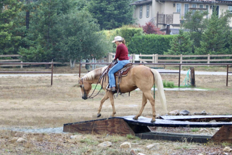 HorseID: 2302655 Bingo CR - PhotoID: 1085030