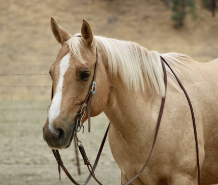 HorseID: 2302655 Bingo CR - PhotoID: 1085031