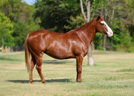 HorseID: 2302655 ARIEL - PhotoID: 1099649