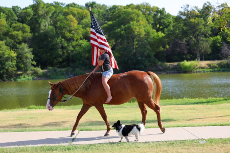 HorseID: 2302655 ARIEL - PhotoID: 1099650