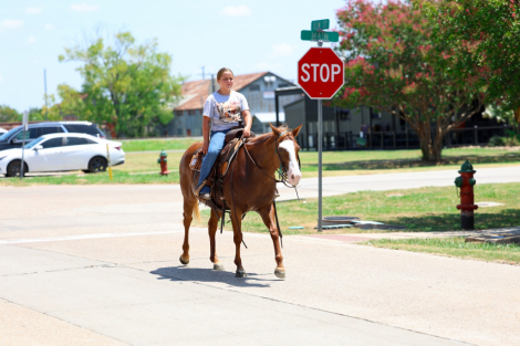 HorseID: 2302655 ARIEL - PhotoID: 1099651