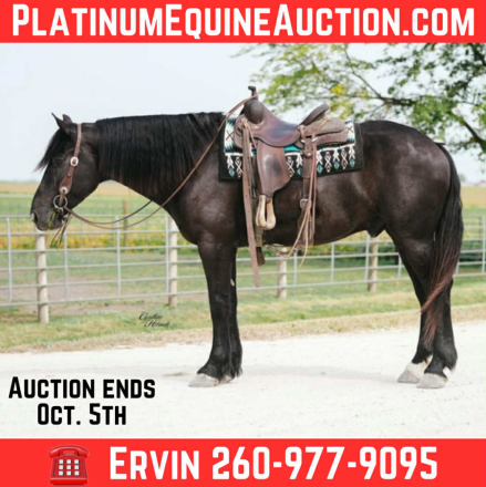 HorseID: 2302656 Trevor EM - PhotoID: 1085048