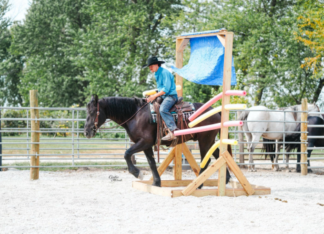 HorseID: 2302656 Trevor EM - PhotoID: 1085049