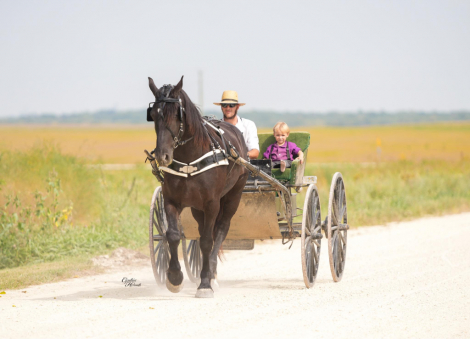 HorseID: 2302656 Trevor EM - PhotoID: 1085051