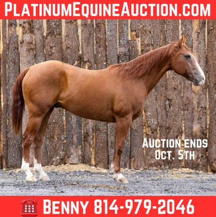 HorseID: 2302657 Docs Little Red Man BH - PhotoID: 1085040