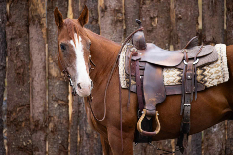 HorseID: 2302657 Docs Little Red Man BH - PhotoID: 1085041