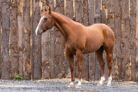 HorseID: 2302657 Docs Little Red Man BH - PhotoID: 1085042