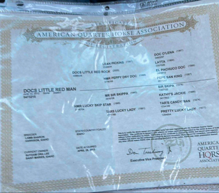 HorseID: 2302657 Docs Little Red Man BH - PhotoID: 1085043