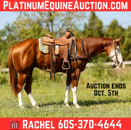 HorseID: 2302658 Slow Wet Kisses TR - PhotoID: 1085044