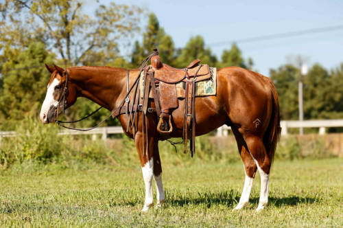 HorseID: 2302658 Slow Wet Kisses TR - PhotoID: 1085045