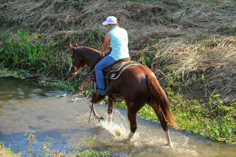 HorseID: 2302658 Slow Wet Kisses TR - PhotoID: 1085046