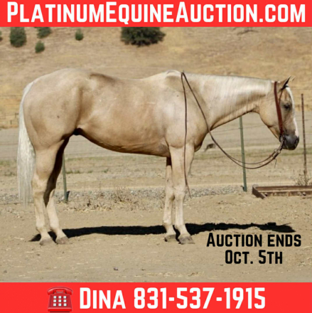 HorseID: 2302659 777 Jackpot - PhotoID: 1085020