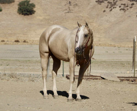 HorseID: 2302659 777 Jackpot - PhotoID: 1085021