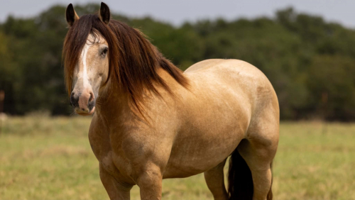 HorseID: 2302659 GYPSY TREASURES OH THAT OPIE - PhotoID: 1098281