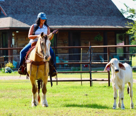 HorseID: 2302659 GYPSY TREASURES OH THAT OPIE - PhotoID: 1098282