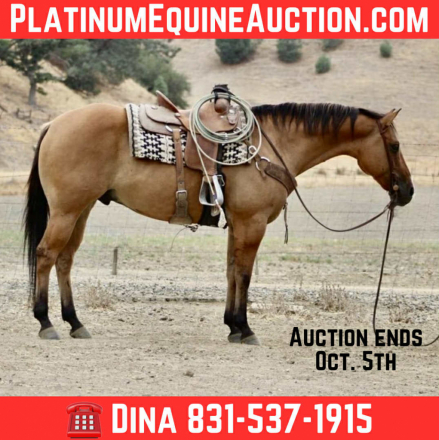 HorseID: 2302660 Cappio LHR - PhotoID: 1085032