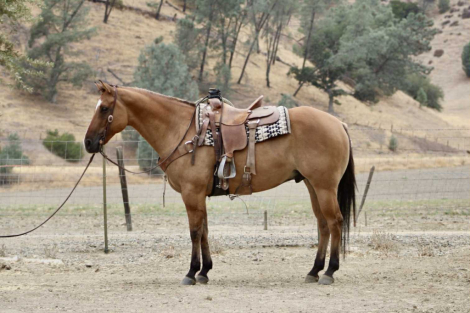 HorseID: 2302660 Cappio LHR - PhotoID: 1085033