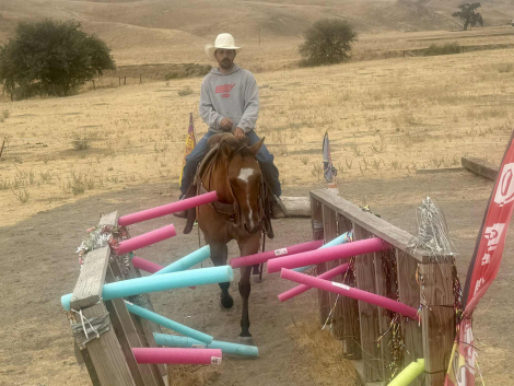 HorseID: 2302660 Cappio LHR - PhotoID: 1085034