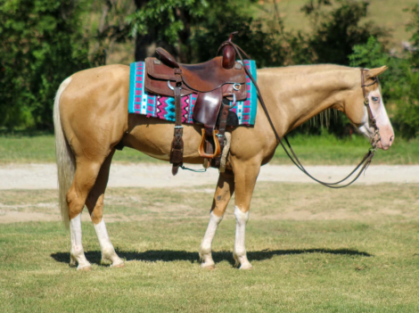 HorseID: 2302660 DEWEY - PhotoID: 1101101
