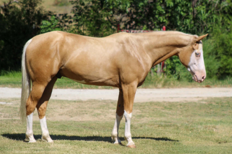 HorseID: 2302660 DEWEY - PhotoID: 1101102