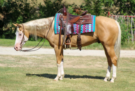 HorseID: 2302660 DEWEY - PhotoID: 1101103