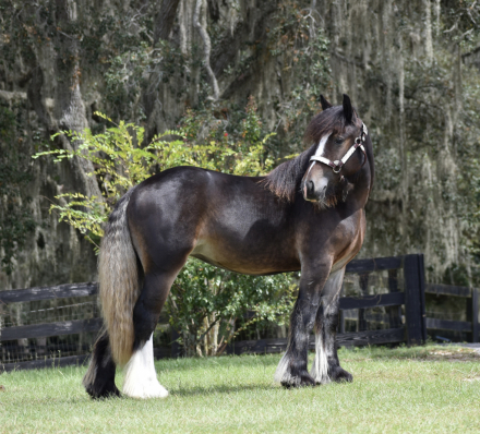 HorseID: 2302663 RP Sweet as Maple - PhotoID: 1084928