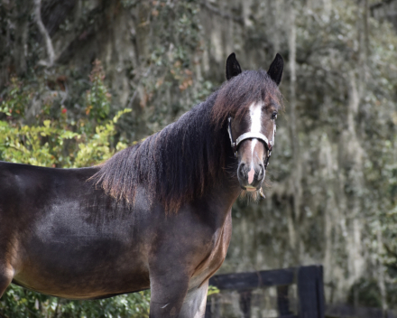 HorseID: 2302663 RP Sweet as Maple - PhotoID: 1084929