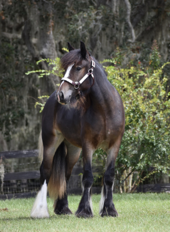 HorseID: 2302663 RP Sweet as Maple - PhotoID: 1084930